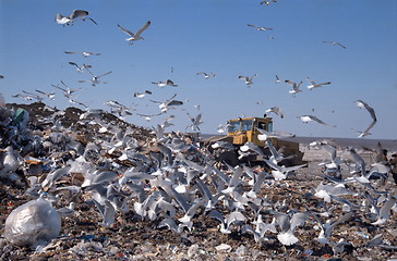 Image showing City dump 28