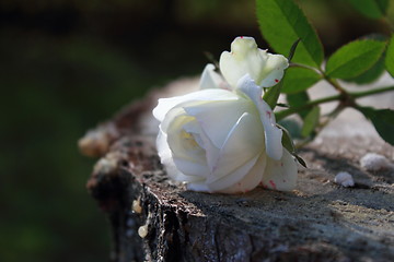 Image showing Single white rose