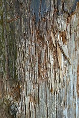 Image showing Tree Trunk Closeup