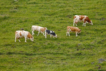 Image showing Cows grazing on the hillside