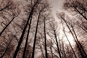 Image showing Bare trees forest