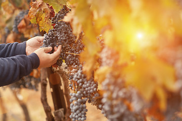 Image showing Farmer Inspecting His Wine Grapes In Vineyard