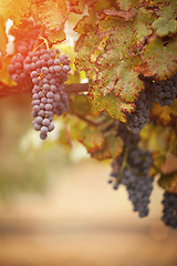 Image showing Lush, Ripe Wine Grapes on the Vine