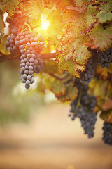 Image showing Lush, Ripe Wine Grapes on the Vine