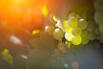 Image showing Lush White Grape Bushels Vineyard in The Afternoon Sun