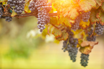 Image showing Beautiful Lush Grape Vineyard in The Morning Sun and Mist