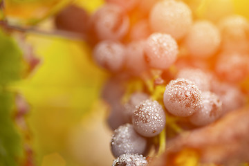 Image showing Lush, Ripe Wine Grapes with Mist Drops on the Vine