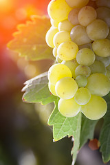 Image showing Lush White Grape Bushels Vineyard in The Afternoon Sun