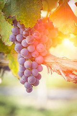 Image showing Lush Red Grape Vineyard in The Afternoon Sun