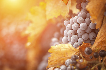 Image showing Lush, Ripe Wine Grapes with Mist Drops on the Vine