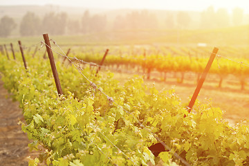 Image showing Beautiful Lush Grape Vineyard in The Morning Sun and Mist