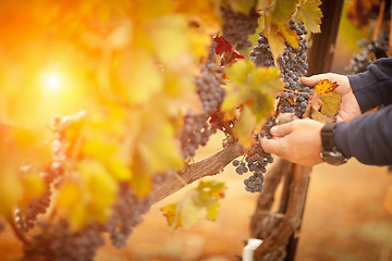 Image showing Farmer Inspecting His Ripe Wine Grapes