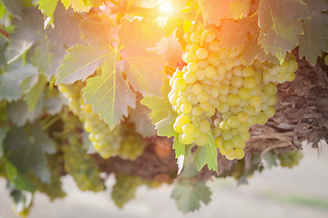 Image showing Lush White Grape Bushels Vineyard in The Afternoon Sun