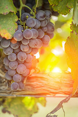 Image showing Lush Red Grape Vineyard in The Afternoon Sun