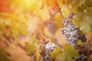 Image showing Lush, Ripe Wine Grapes with Mist Drops on the Vine