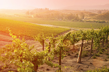 Image showing Beautiful Lush Grape Vineyard in The Morning Sun and Mist