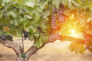 Image showing Lush, Ripe Wine Grapes on the Vine