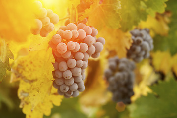 Image showing Lush Red Grape Vineyard in The Afternoon Sun