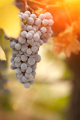 Image showing Beautiful Lush Grape Vineyard in The Morning Sun and Mist