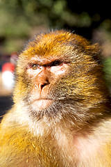 Image showing   monkey in africa morocco and natural background fauna close up