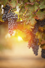 Image showing Lush, Ripe Wine Grapes on the Vine