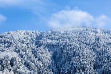 Image showing Frozen Forest