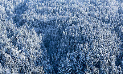 Image showing Frozen Forest - Detail