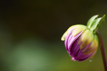 Image showing dhalia purple flower