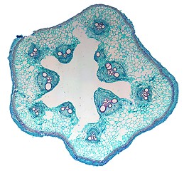 Image showing Cucurbita stem micrograph