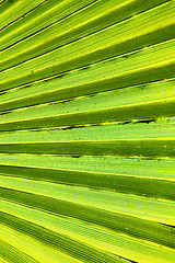 Image showing abstract green leaf in the light   africa