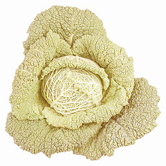 Image showing Retro looking Green cabbage isolated