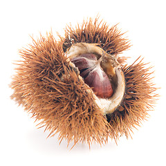 Image showing Chestnuts with shell 