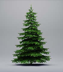 Image showing Spruce tree on gray