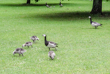 Image showing barnacle geese