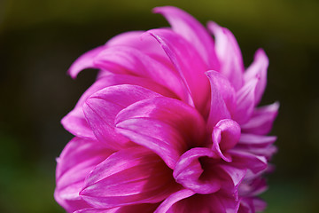 Image showing dhalia purple flower