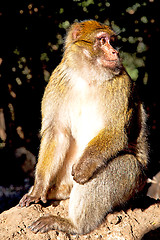 Image showing old monkey in africa morocco and natural background fauna close 