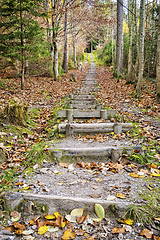 Image showing Stairs fitness trail in forest