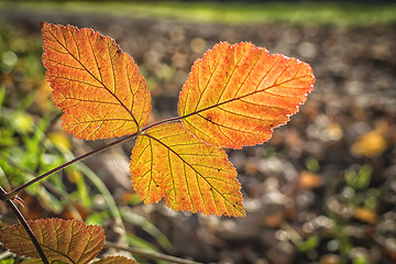 Image showing leaves in autumn evening light