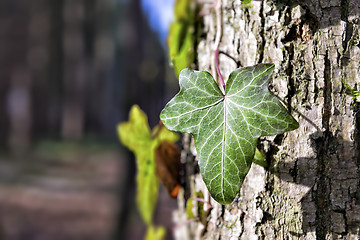 Image showing ivy on a tree