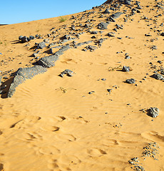 Image showing  bush old fossil in  the desert of morocco sahara and rock  ston