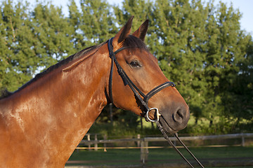 Image showing Holsteiner horse with bridle