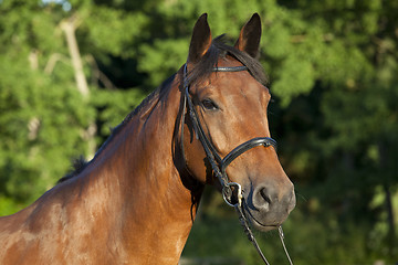 Image showing brown horse with bridle