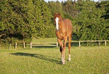 Image showing young Holsteiner horse on pasture