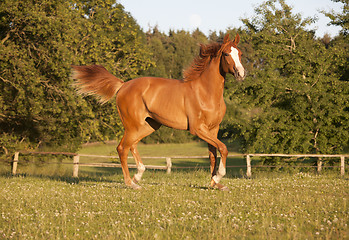 Image showing young chestnut mare on pasture