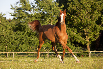 Image showing young horse trotting on pasture