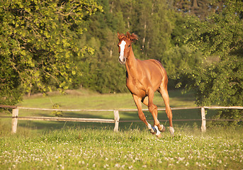 Image showing young mare gallops on pasture