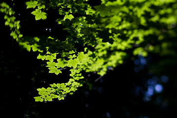 Image showing Tree branch in a forest in Denmark