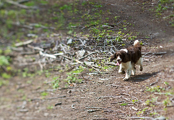 Image showing Dog in a  forest in Denmark