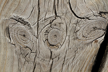 Image showing Wood