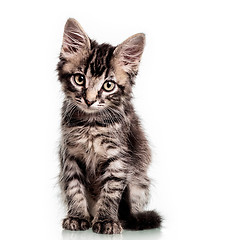 Image showing Cute Furry Kitten